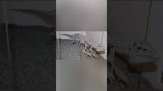 Hypsilophodon Explained🦖💨⚡ explained dinosaurprehistoric fypsciencehistorysubscribecomment [upl. by Arykat]