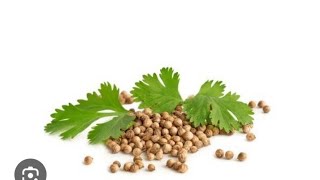 Coriander drugs  Carminative and gestro  intestinal regulators  Ayurveda  pharmacognosy [upl. by Haet93]