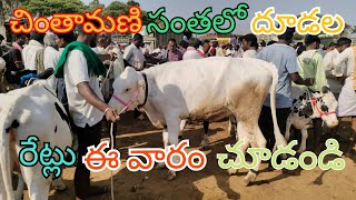 చింతామణి సంతలో దూడల రేట్లు చూడండి See Chintamani market Calf prices 6303974795 [upl. by Sidra820]