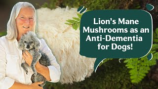 Unlocking the Power of Lions Mane Mushrooms Can They Really Fight Dog Dementia [upl. by Baelbeer469]