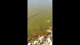 Carp fishing on Lake Nasworthy San Angelo TX [upl. by Fabrin]