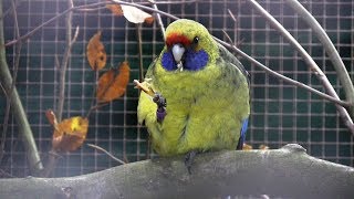 Urbach 2016Vogelschau Birds Video Observación de aves Observer les oiseaux [upl. by Htesil]