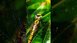 Yellow colour dragonfly 🤫😯😱 animals insects dragonfly trending shorts viralshorts [upl. by Enytsirhc]