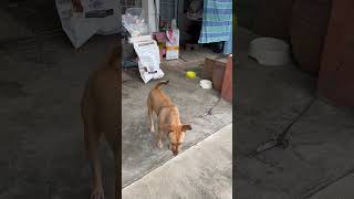 Mixed Breed Dog For Adoption  2 Years 7 Months Thunder from KL Kuala Lumpur [upl. by Duquette]