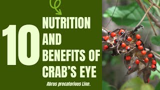 10 Medical Uses and Health Benefits of Crabs Eye Abrus precatorius Linn [upl. by Wagstaff525]