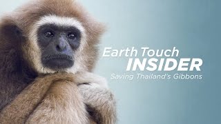 Victims of the trade Gibbon rescue in Thailand [upl. by Eidaj]