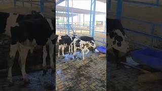 Cow Babies cow farming cutebabies trending status [upl. by Zetnwahs]