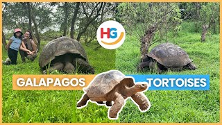 Galapagos Giant Tortoise Facts  How long does a Galapagos Tortoise live 🤔🐢 [upl. by Ahsinrats]