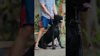 Cane Corso canecorso italianmastiff lahore pakistan [upl. by Yatnod907]