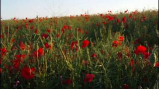 A field of Poppies [upl. by Asilam]