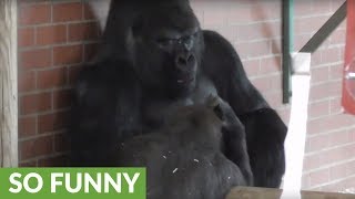 Gorilla makes faces at dad then the unexpected happens [upl. by Nikki]