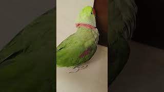 village parrot Chittu Pattu🦜🦜 [upl. by Abbi]