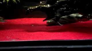 Polypterus Bichir Loves Red Sand [upl. by Candi439]