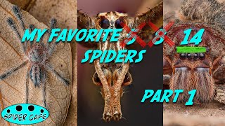 My FAVORITE SPIDERS to keep I narrowed it down to 14 😂😂😂 [upl. by Frentz777]