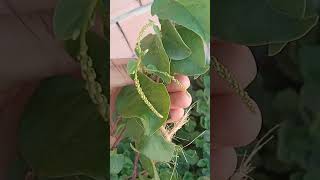 المشخص في البيطرة نبات المساس و اسمه العلمي اللاتيني هو Anredera cordifolia ممكن أن يكون ساما للغنم [upl. by Larena734]