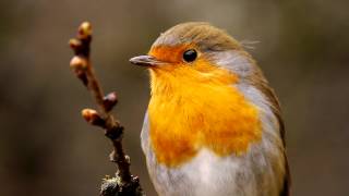 European Robin Erithacus rubecula  Rotkehlchen 18 [upl. by Ettenajna838]