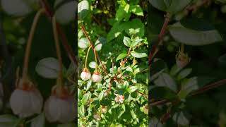 Chilean guava one of Queen Victoria’s favourites [upl. by Stirling]