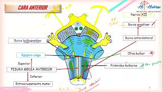 TEMA 3 medula oblongada 1 [upl. by Kcerred]