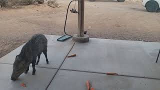 Hackles Up On Javalinas Sept 7 2024  615 pm [upl. by Laeahcim]