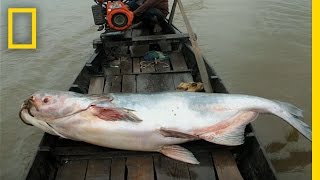 The Elusive Giant Catfish  National Geographic [upl. by Airlee]