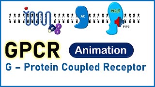 Complete Animated Video on GPCR G Protein Coupled Receptor  Structure Function amp Mechanism [upl. by Fesuy]