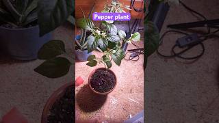 Healthy pepper plant subscribe for the journey got more plants plants funny happy fyp pepper [upl. by Ehsrop565]