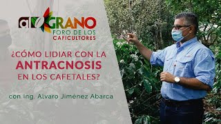 ¿Cómo lidiar con la Antracnosis en nuestros cafetales [upl. by Inez]