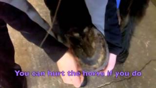 How to pick a horses hoof with no shoe [upl. by Brunk]