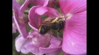 Willughbys Leaf cutter Bee Megachile willughbiella [upl. by Ativ]