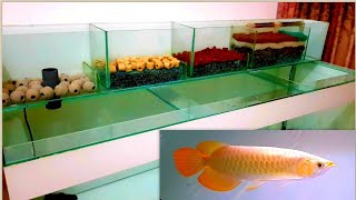 Arowana Minimalist Aquarium Recommendations  Arowana top filter filtration system [upl. by Marigolde]