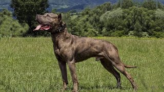 Get To Know The American Bandogge A Regal Beast [upl. by Gehman578]