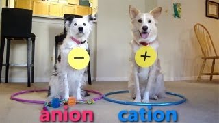 Dogs Teaching Chemistry  Chemical Bonds [upl. by Onilegna]