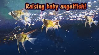 Raising baby fish and hatching fish eggs artificially [upl. by Layney925]