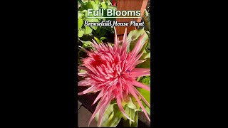 Bromeliad House Plant in Full Blooms [upl. by Annaet]