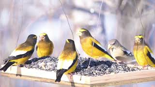 Evening Grosbeak at the SaxZim Bog [upl. by Ninetta]