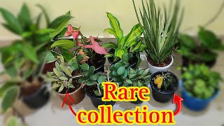 The Secret World of Rare Plants [upl. by Maleen]