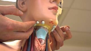 Examination of Lymph Nodes [upl. by Atalanta]