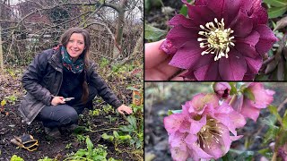 Hellebore Winter Care  Quick Tips  Homegrown Garden [upl. by Enetsirk]