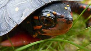 Young Female Spotted Turtle  Goldwitz Bog in Marion [upl. by Nednal]