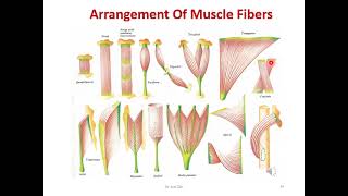 Lecture 4 Muscular system 2024 DR AZZA ZAKI [upl. by Atinel]