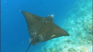 Whitespotted eagle ray águila marina moteada Aetobatus ocellatus Maldives [upl. by Arait]