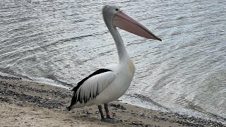 Lake Tyers Beach [upl. by Winnifred]