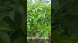 How to prune Helleborus argutifolius [upl. by Uhp291]