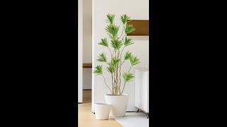 Dracaena reflexa artificial plant [upl. by Steep447]