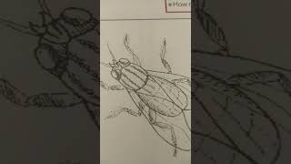 Make a Housefly Drawing [upl. by Marrin454]