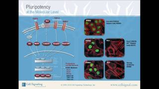 Pluripotency at the Molecular Level from Cell Signaling Technology Inc [upl. by Yenaffit]