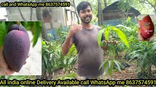 how to Chiang Mia mango BN 7 mango plant my Sahi Nursery All India online Delivery Available [upl. by Trisa924]