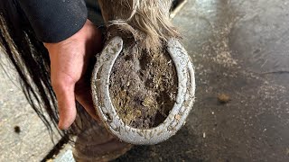 Incredible Horse Hoof Restoration A Farrier ASMR Experience [upl. by Kinchen362]