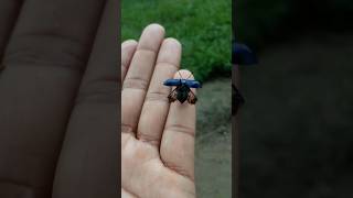 Stunning Metallic Blue Beetle  Nature’s Jewels [upl. by Anallese]