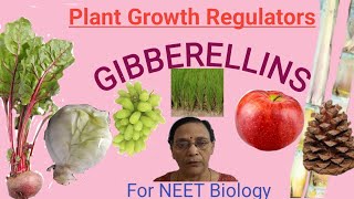 Plant Growth Regulators  Gibberellins [upl. by Slorac75]